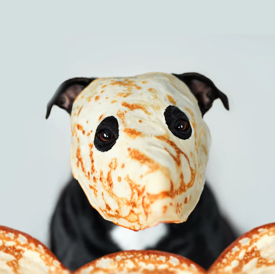 LurganLeashes's tweet photo. Happy Pancake day from Lurgan Leashes! Enjoy some delicious pancakes with your favourite companion! 🐶 https://t.co/ktzVGtLapf