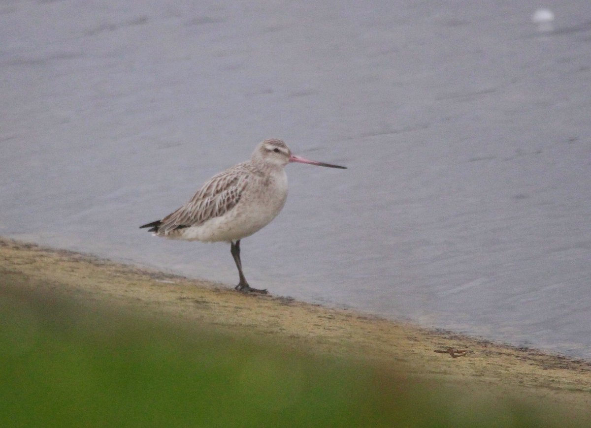 This Bar-tailed Godwit on Lockwood reservoir @E17Wetlands today was a surprise. There are a few London records most winters, but as far as I can find, only in the Thames estuary. #londonbirds