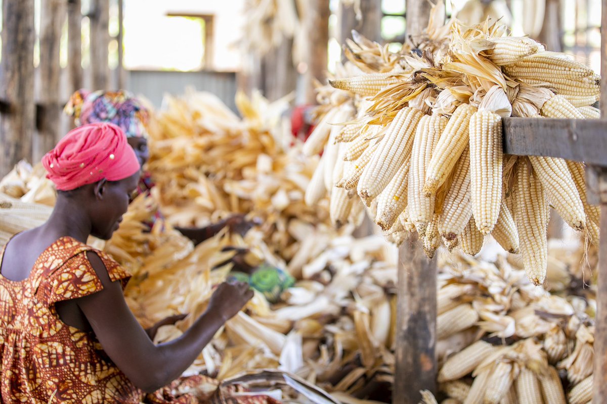 Umusaruro w’ubuhinzi ufashwe neza ni inkingi y’iterambere n’imibereho myiza. 
#Turejeje #AgriUpdatesRw