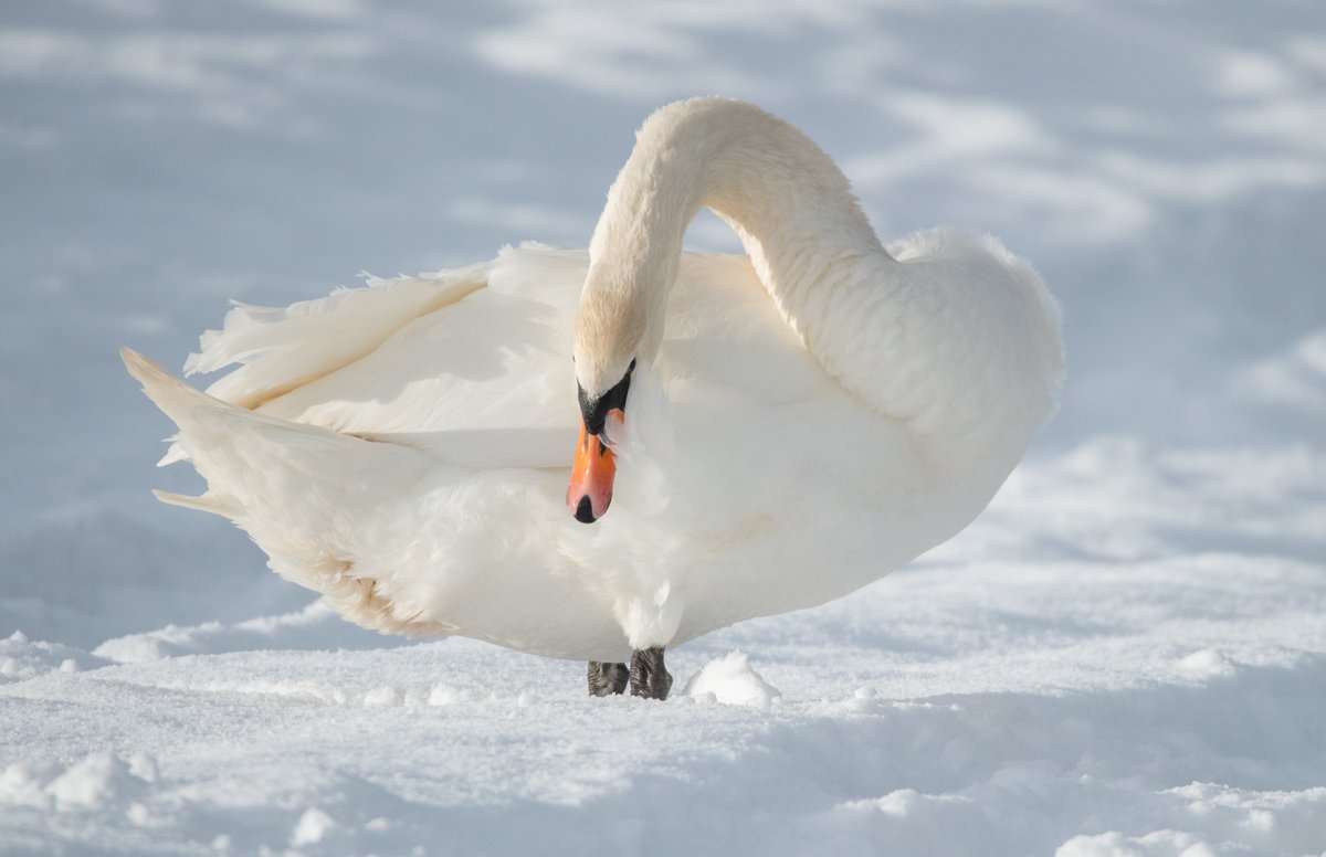 Just a simple picture of a Mute Swan but the sun came out very briefly and just elevated the light for a moment bringing out its beautiful plumage.