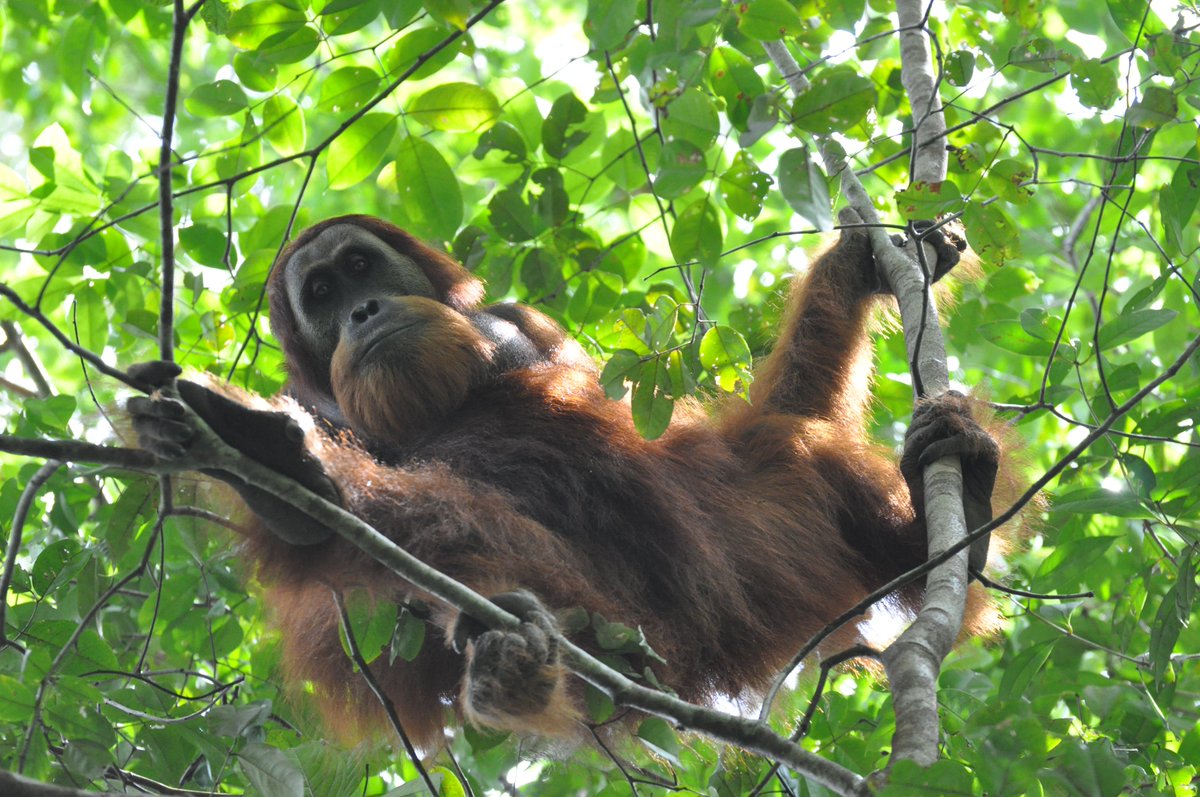 1/4 📢 So exciting, my second Dissertation paper has been published in iScience! 🔬 We examined how food availability affects social learning in migrant orangutan males, who learn from local orangutans after dispersal through peering 🔬 🦧💡🌳 sciencedirect.com/science/articl…