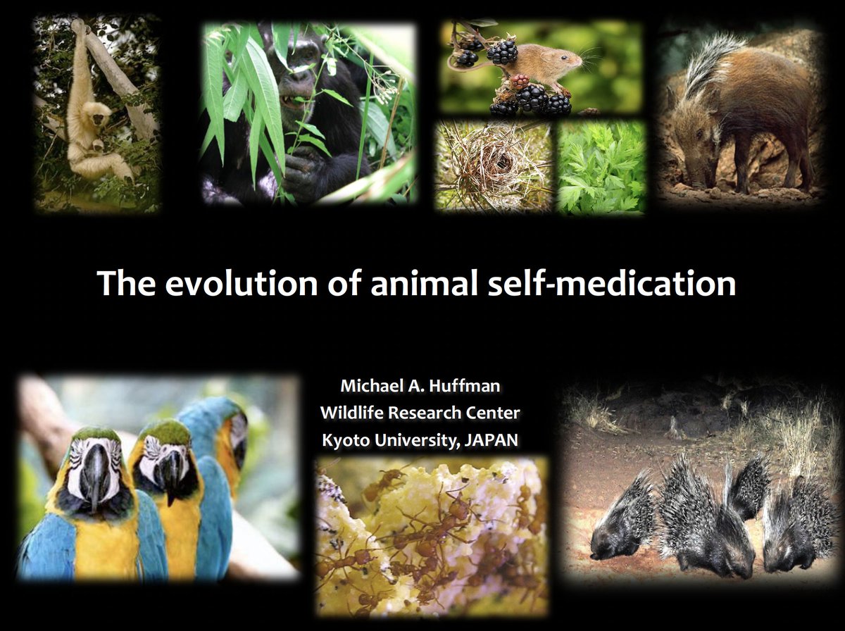 We had an amazing seminar today led by Michael Huffman about self-medication in animals. Thank you again, Mike!