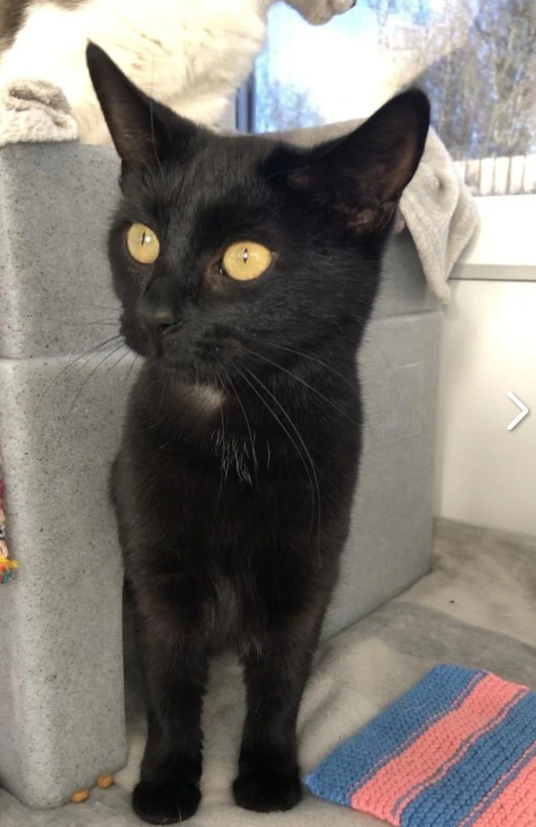 We have lots of new cats added to our website looking for their #fureverhome 😻

Pictured we have: Snowy, Yang, Gunther and Noelle 🥰

Find out more by heading to our website 👇🏻👇🏻
cats.org.uk/tyneside