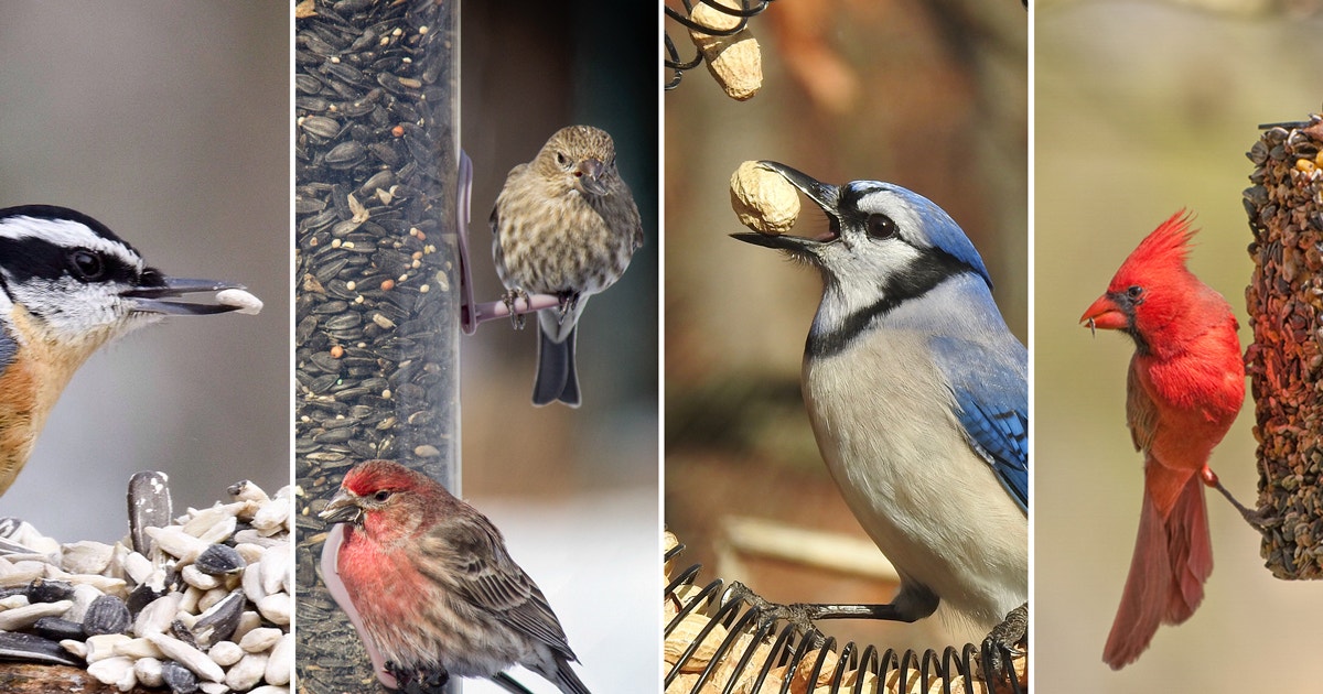earthwatch_org's tweet photo. What are the favorite birdseed of feeder regulars and rarities? Here are the top three seed choices for a variety of species, per a scientific observational study of 1.2 million bird feeder visits. https://t.co/RWhzQuWeet https://t.co/6rgVmes0UL