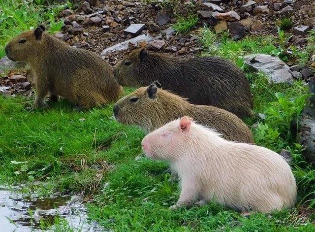 Capybaras tweet media