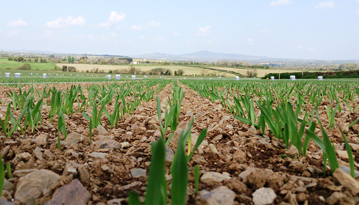 Tillage rotations not only play an important role in maximising crop yields and margins, but they also bring sustainability benefits, Dermot Forristal, <a href="/TeagascCrops/">Teagasc Tillage Team</a> researcher, told the recent National Tillage Conference.
Find out more bit.ly/3wb1lNh
