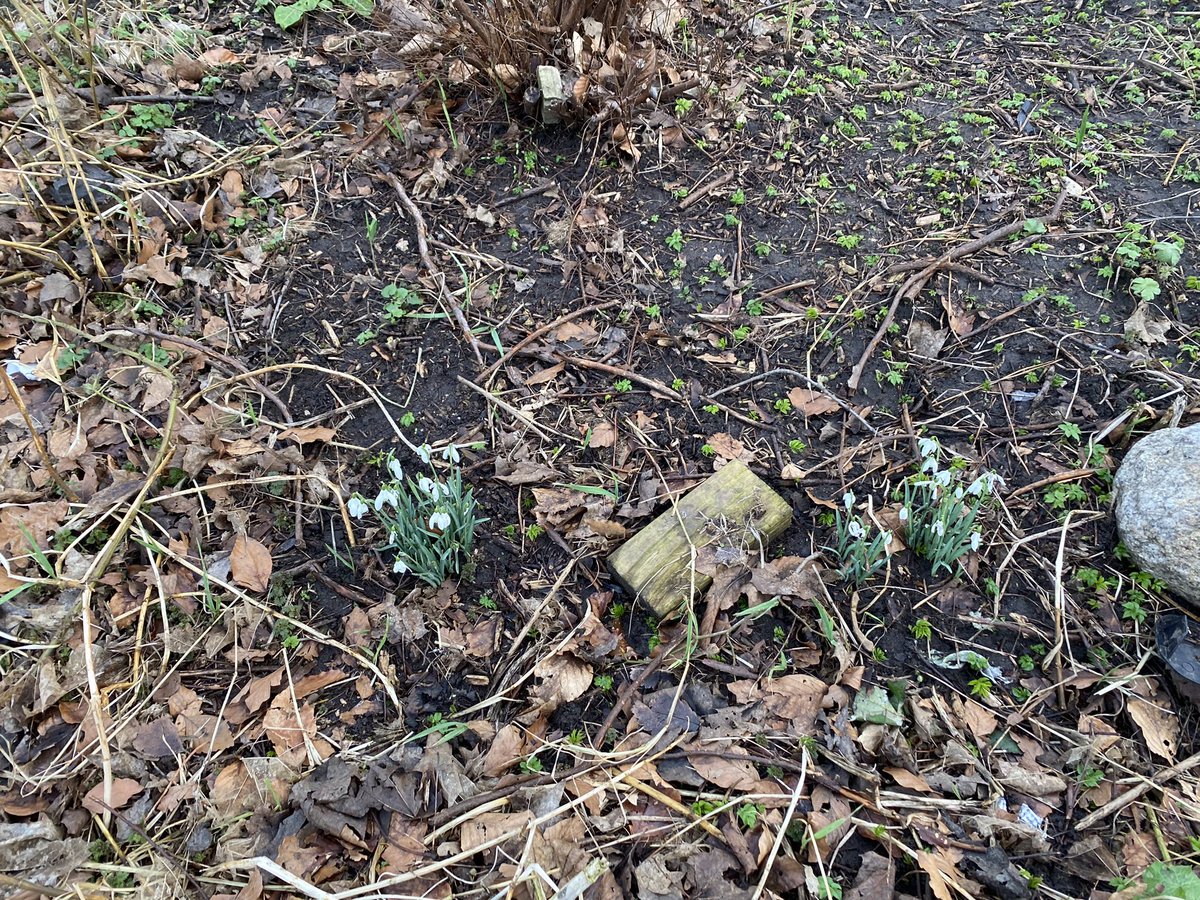 On a more positive note the snowdrops have survived the wreckage of the changing room garden!