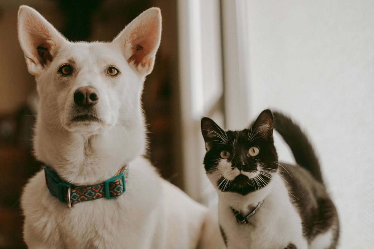 Jessi_Sullivan's tweet photo. Calling all pet parents! Wondering about the best vacuuming schedule for pet hair? Our blog has you covered! Discover how to keep your home clean and allergy-free for you and your furry friends. https://t.co/eorB9oqnk7 https://t.co/prQVlRSkyX