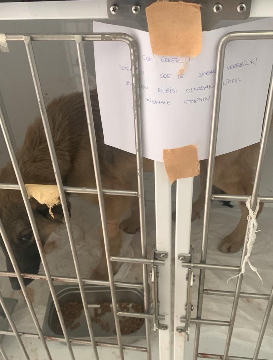 Badiko_'s tweet photo. 2 ay çatıda mahsur kalan Badiko için klinik(Bursa'da ölümden döndüğü o ilk gece kaldığı)  kafesine "Çok ürkek, istemeden size zarar verebilir " yazmıştı.  Daha hiç tanımadan, kafasını okşamadan, güzel bir söz söylemeden onlara "zarar verir" demek, uzaktan yaftalamak en kolayı değil mi? Bakın tam 1 ayda ne bol sevgi ve ilgi ile nasıl bir dönüşüm yaşadı Badiko 😍😍 Sevgili @Nesliiimaylobal emeklerin ve bol sevgin, ilgin için binlerce teşekkür