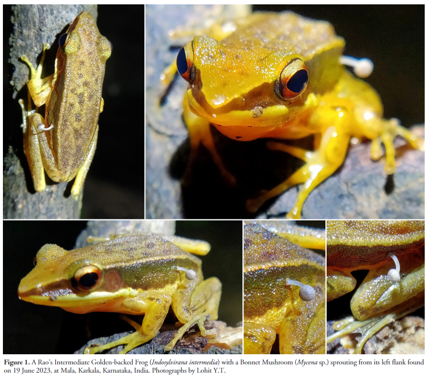 'Mushroom sprouting out of a living frog' by Maliye and Y.T. (2024) has recently been published in #ReptilesandAmphibians: doi.org/10.17161/randa… #Amphibians #Frogs #Mycology