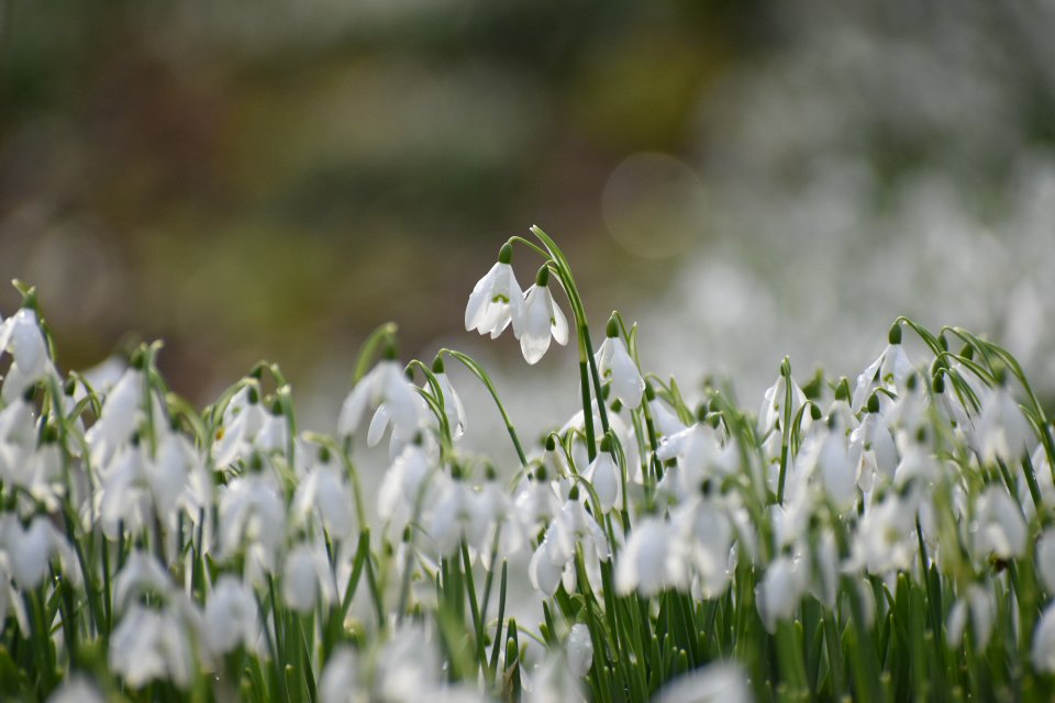 JanetteHall's tweet photo. Such a lovely place to visit, and a spectacular snowdrops display 
Bank Hall, Bretherton
@bank_hall
#snowdrops #white #weather #loveukweather #lancashire #colours #color #nature #NaturePhotography #NatureBeauty #naturelovers #sky #sun @metoffice #Bretherton #bankhall #flowers https://t.co/tzJMnSZA0P