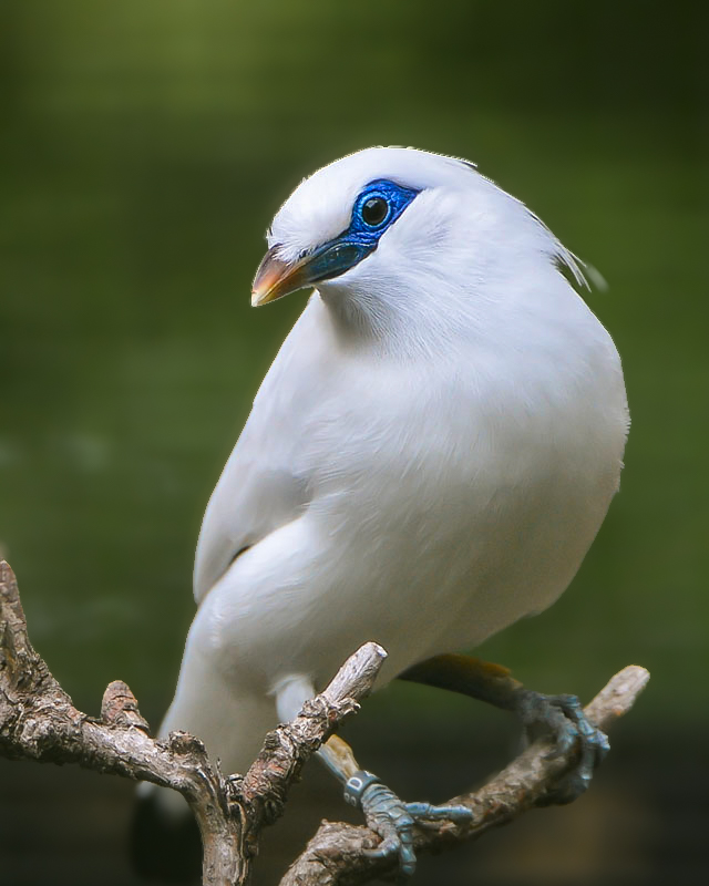 Saving species from extinction 🕊️ The Bali myna is one of the rarest birds on the planet. In 2012, only 15 individuals were left in Bali Barat National Park, Indonesia. By working together with Bali National Parks, Lincoln Park Zoo, and Manchester Metropolitan University, we’ve…
