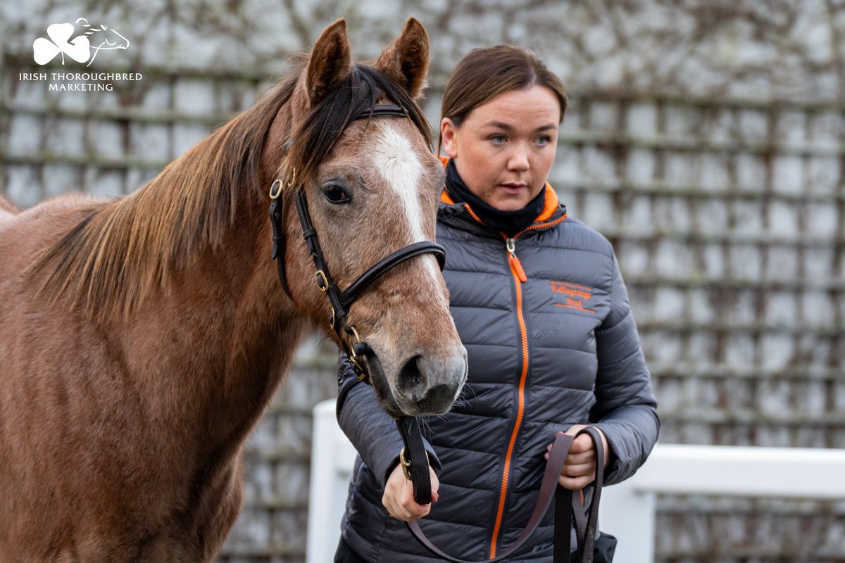 ITM (@irethoroughbred) on Twitter photo .<a href="/YeomanstownStud/">Yeomanstown Stud</a> land a fine prospect from <a href="/Kellsgrange2010/">Kellsgrange Stud</a> for โฌ85,000 <a href="/Goffs1866/">Goffs</a> Feb. ๐คฉ
Lot 1โฃ8โฃ9โฃ is a Havana Grey colt out of Danehill Dancer mare HOW HIGH THE SKY, dam of eight winners. Relation of SILVER FROST & SPIRITJIM. ๐ซ
๐ 10am 7-8 Feb
๐ bit.ly/3SEQPXk .<a href="/YeomanstownStud/">Yeomanstown Stud</a> land a fine prospect from <a href="/Kellsgrange2010/">Kellsgrange Stud</a> for โฌ85,000 <a href="/Goffs1866/">Goffs</a> Feb. ๐คฉ
Lot 1โฃ8โฃ9โฃ is a Havana Grey colt out of Danehill Dancer mare HOW HIGH THE SKY, dam of eight winners. Relation of SILVER FROST & SPIRITJIM. ๐ซ
๐ 10am 7-8 Feb
๐ bit.ly/3SEQPXk