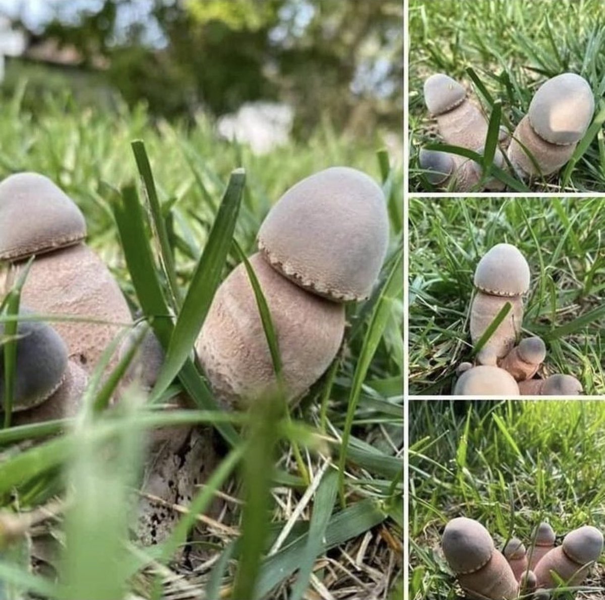 tanyalovesbenny's tweet photo. What are these plants called ??👀🤣 https://t.co/As5tb5YOBN
