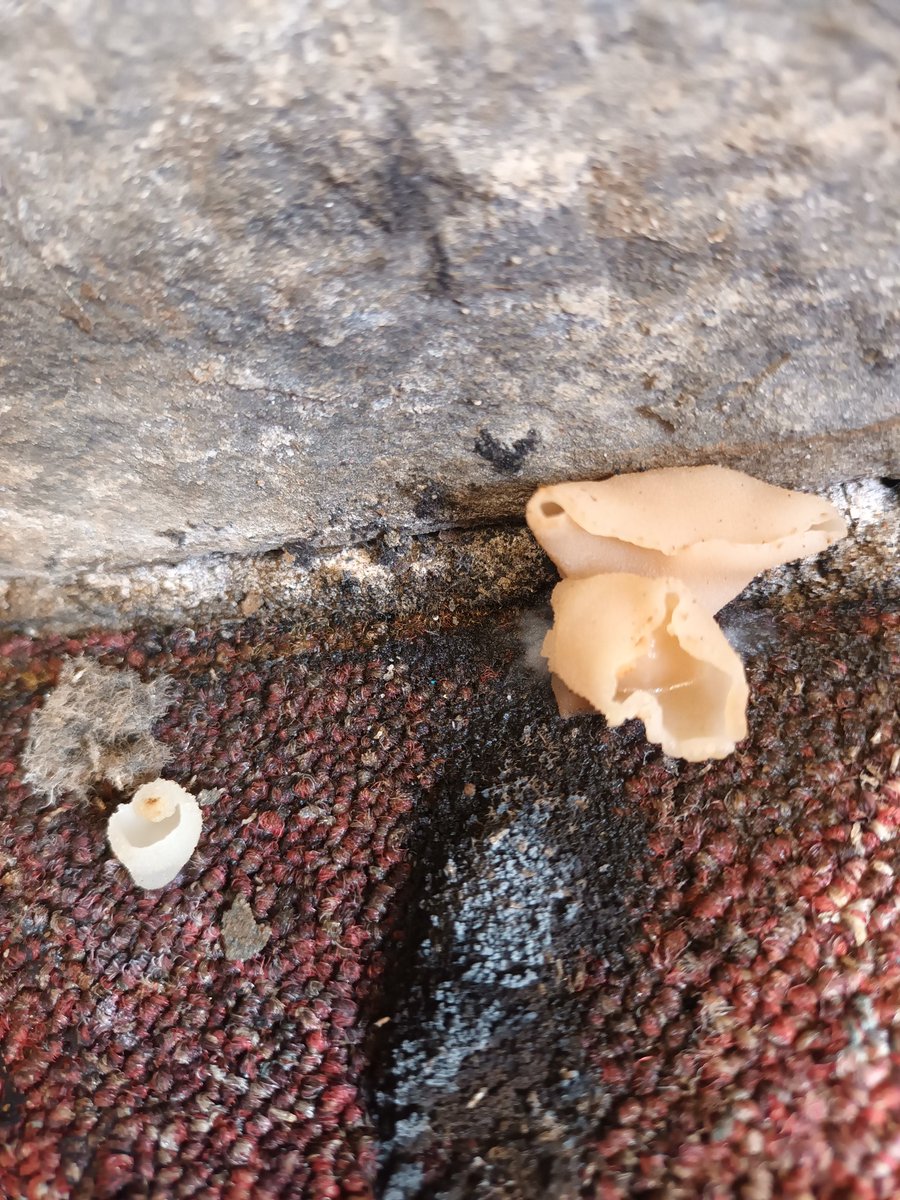 Bruce Langridge (@brucelangridge1) on Twitter photo A new #fungus to me in a new kind of place.
Domicile Cup Fungus (Peziza  domiciliana) growing on damp plaster behind a filing cabinet. 
Not a danger to human or building it seems but a sign to sort out a leaky roof. A new #fungus to me in a new kind of place.
Domicile Cup Fungus (Peziza  domiciliana) growing on damp plaster behind a filing cabinet. 
Not a danger to human or building it seems but a sign to sort out a leaky roof.