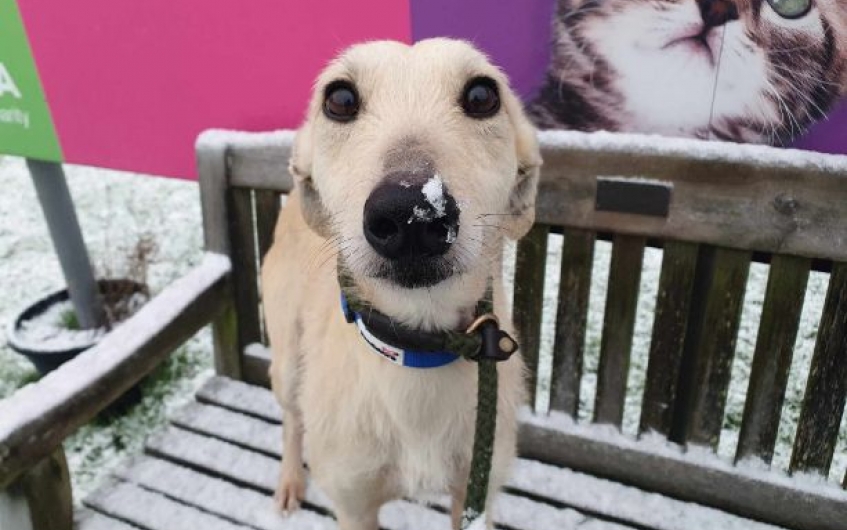 Please retweet to help Parsnip find a home #LANARKSHIRE #SCOTLAND #UK 
Parsnip, a lovely Lurcher aged 6. She is a loveable girl looking to find her forever home!
In her kennel, Parsnip is quite the calm girl who loves to be snuggly in her bed.
Once the staff take her out to the