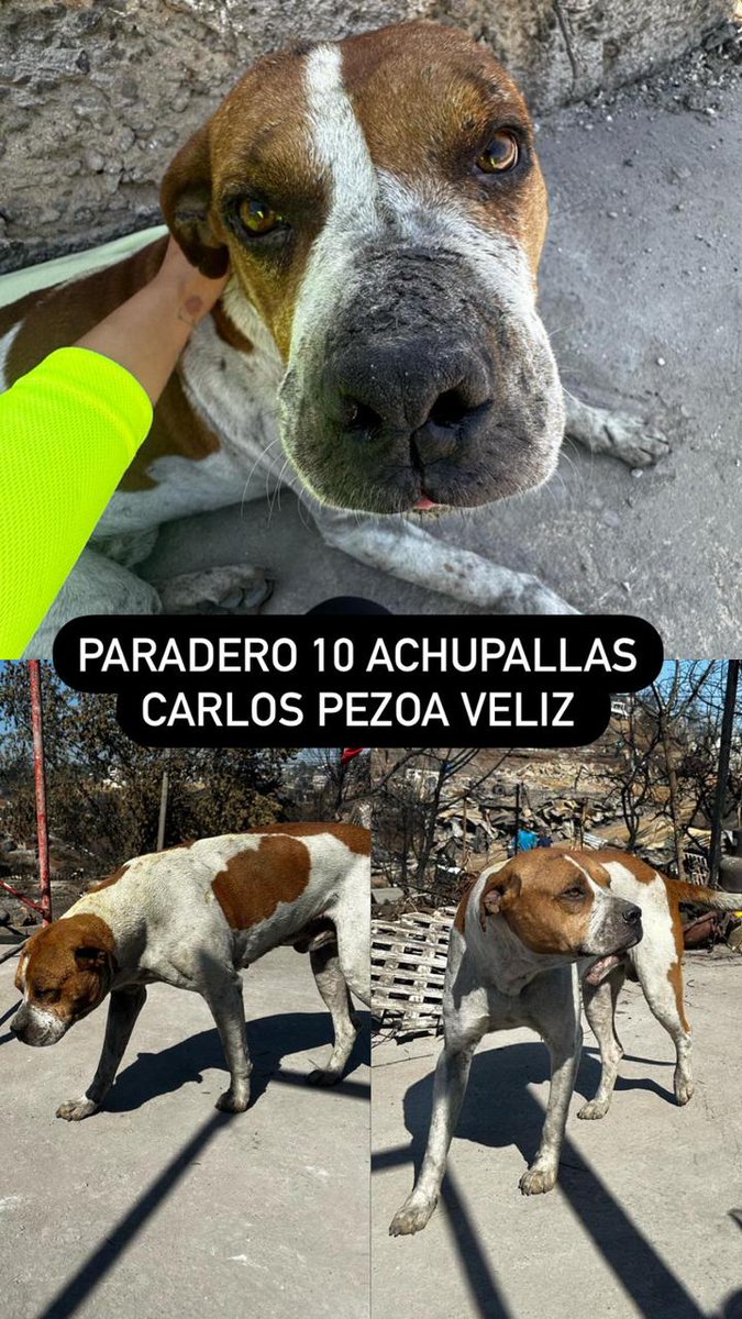 PobleteELF's tweet photo. Achupallas #Achupallas
‼️ RT ‼️ 

Región de Valparaíso
Piñera
Lago Ranco
#IncendioForestal
#URGENTE
#MascotasIncendio
#IncendiosForestales
#ULTIMAHORA https://t.co/YxKSATmYzu