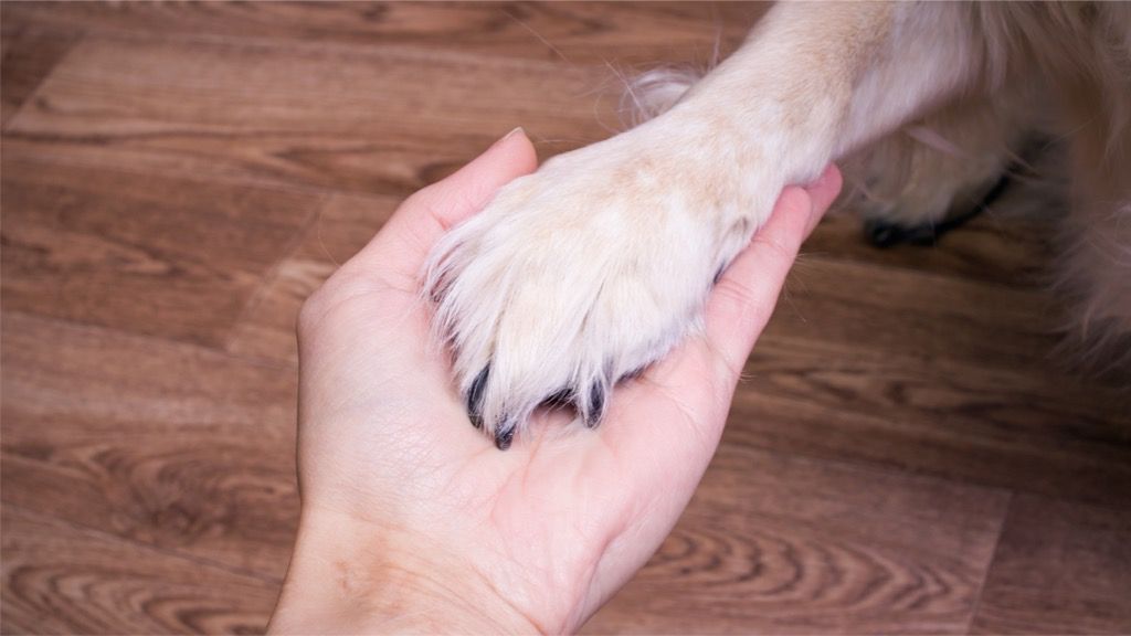 resolvercouk's tweet image. Do you have pet #insurance?

'Like all insurance products, pet insurance varies considerably but it makes sense to buy the best one you can afford – which doesn’t always mean the most expensive.'

Discover more about pet insurance here: buff.ly/3UABTLd