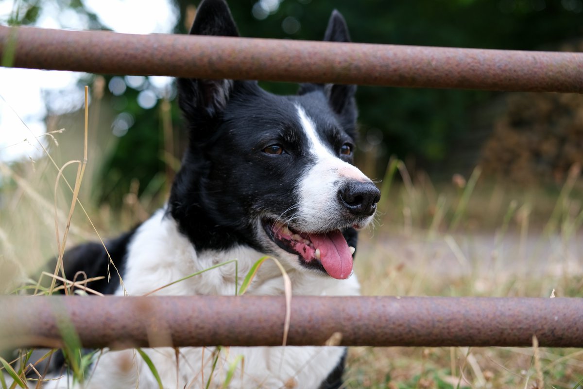 Ross Cider tweet media