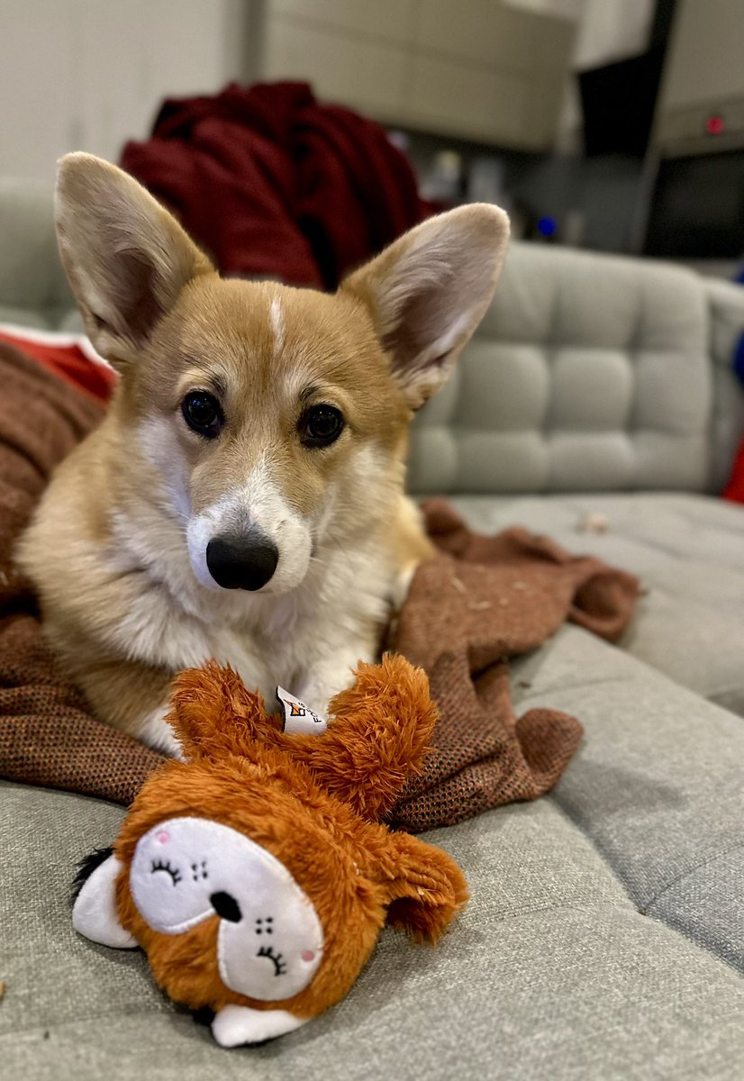 AfewpagesofHope's tweet photo. Lifka má lifku 🐶🦊🐶🦊 
Z Liberce od Australáků 🐶🐶🐶 od Aussie Maison🐶🐶🐶 
#OrkaTheCorgi #twilisky #CorgiCrew #welshcorgipembroke https://t.co/aYV7rQPKIu