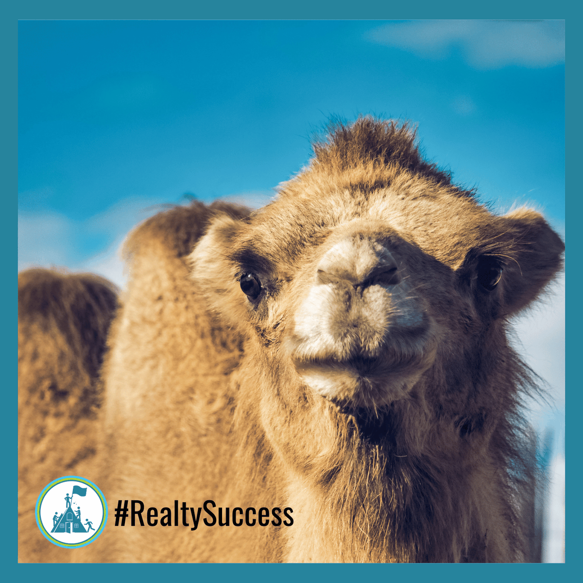 RealtySuccess_'s tweet photo. What’s getting you over the midweek hump? 🐫 Share your motivation and let’s conquer this Wednesday together! 💪🌟 #WednesdayMotivation #RealtySuccess https://t.co/CJdFaUrBCi