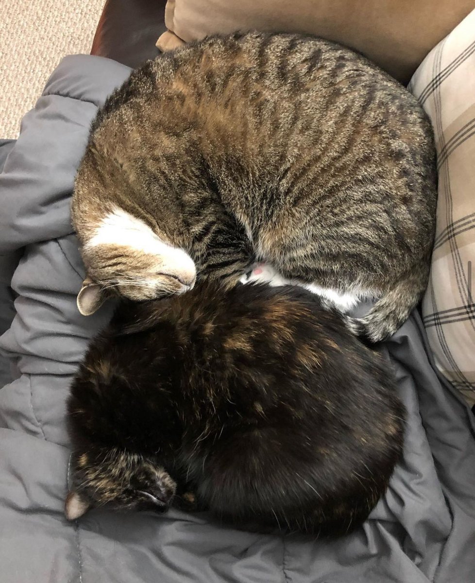 catladybox's tweet photo. Instant mood boost! 😻📈
What’s better than one #catshrimp...? Two, of course! 🍤🍤 Mimi and Kirry (@mimo_and_kirry) are looking super comfy and cute all curled up!
How are you feline today? https://t.co/mQZVthefAE
