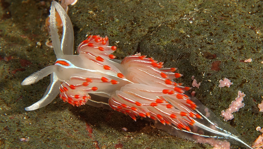 Join us Thursday, Feb. 8th @ 7pm via Zoom for the colorful and charismatic world of Sea Slugs. 

RSVP here: raincoasteducation.org/speakerseries⁠ ⁠
⁠
Karin Fletcher has worked with mollusk scientists from all over the world as a co-author on  peer-reviewed scientific publications.
