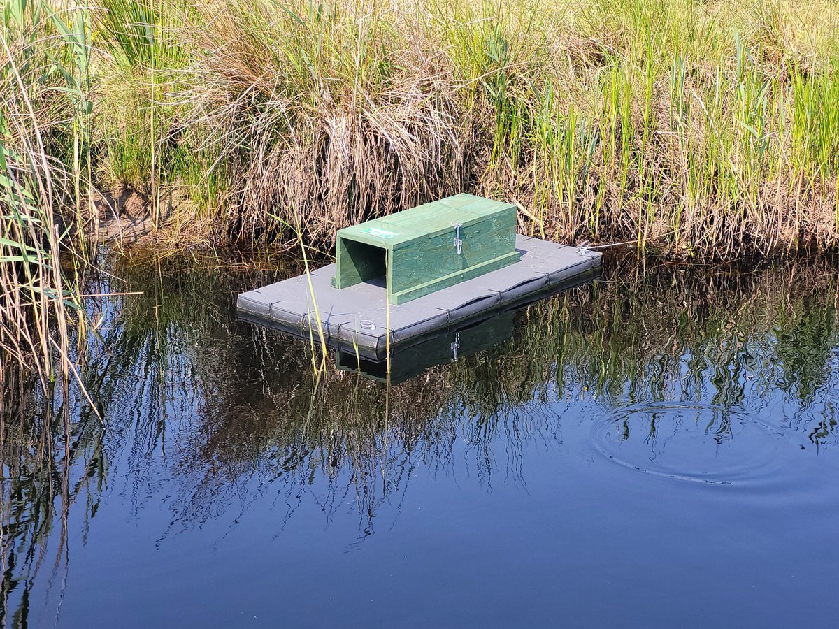 We now have 300 #mink rafts registered on the MinkMapp app, with 66 mink having been dispatched!

minkmapp.uk