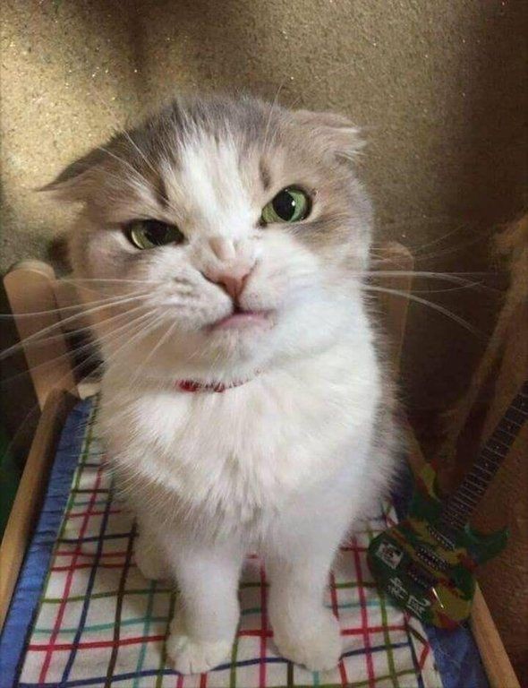 Is_Kyos's tweet photo. This pic of p looks like an angry kitty https://t.co/Ydxlv54Adn