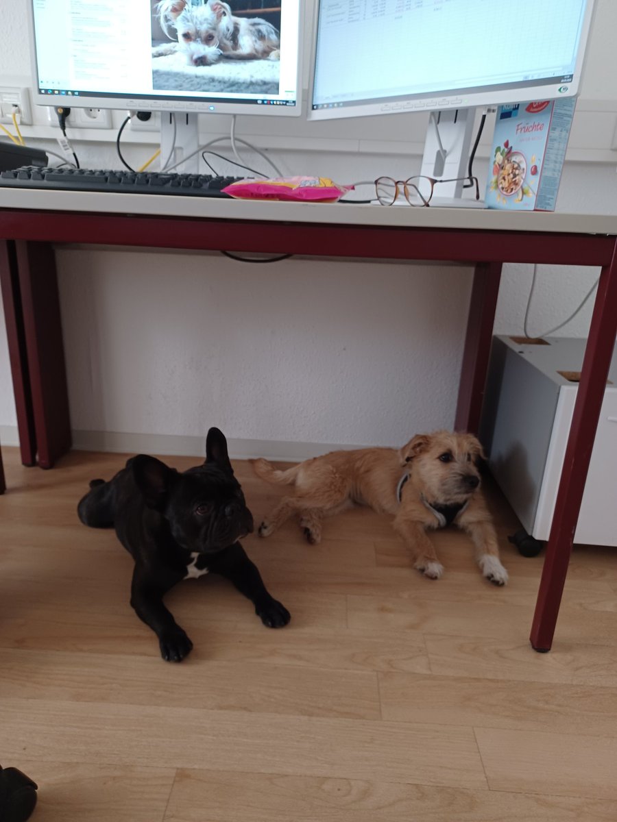 17_06_19_AntonW's tweet photo. Liebe Freunde,
meine Azubine Madita sucht ein neues Zuhause. Ihre Menschenmama
lebt alleine und kann die Kraft für die Süße nicht mehr aufbringen. Bitte verurteilt sie nicht dafür, sie ist sehr traurig darüber, aber sie schafft es nicht mehr😔Madita ist ca. 11 Monate 1/2 https://t.co/2bkgKiac05