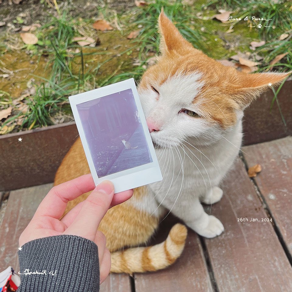 Y_anchoret's tweet photo. 偶遇静安妲己！万荣路上的自来熟阿橘，人语听力十级，任rua，拍照指哪站哪超配合，陪我买电池，全��跟宠模式，还婉拒我的投喂，真的很会拿捏两脚兽，要不是不能带猫坐高铁+猜测是散养猫 我就直接揣包里升级二猫家庭🥺 https://t.co/8BJuyYC6A6