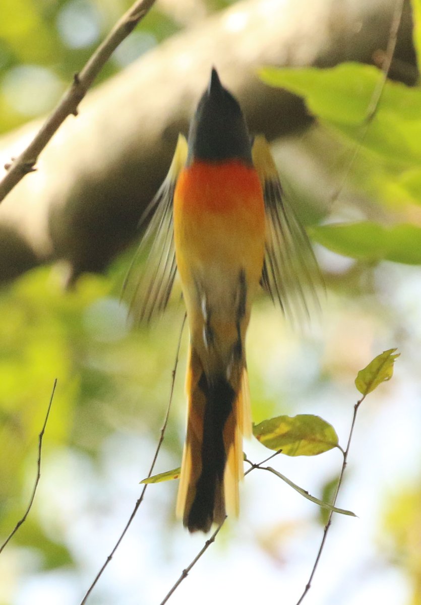#MissedBirdShots Got this Small Minivet while it flew above me, @IndiAves # IndiAves