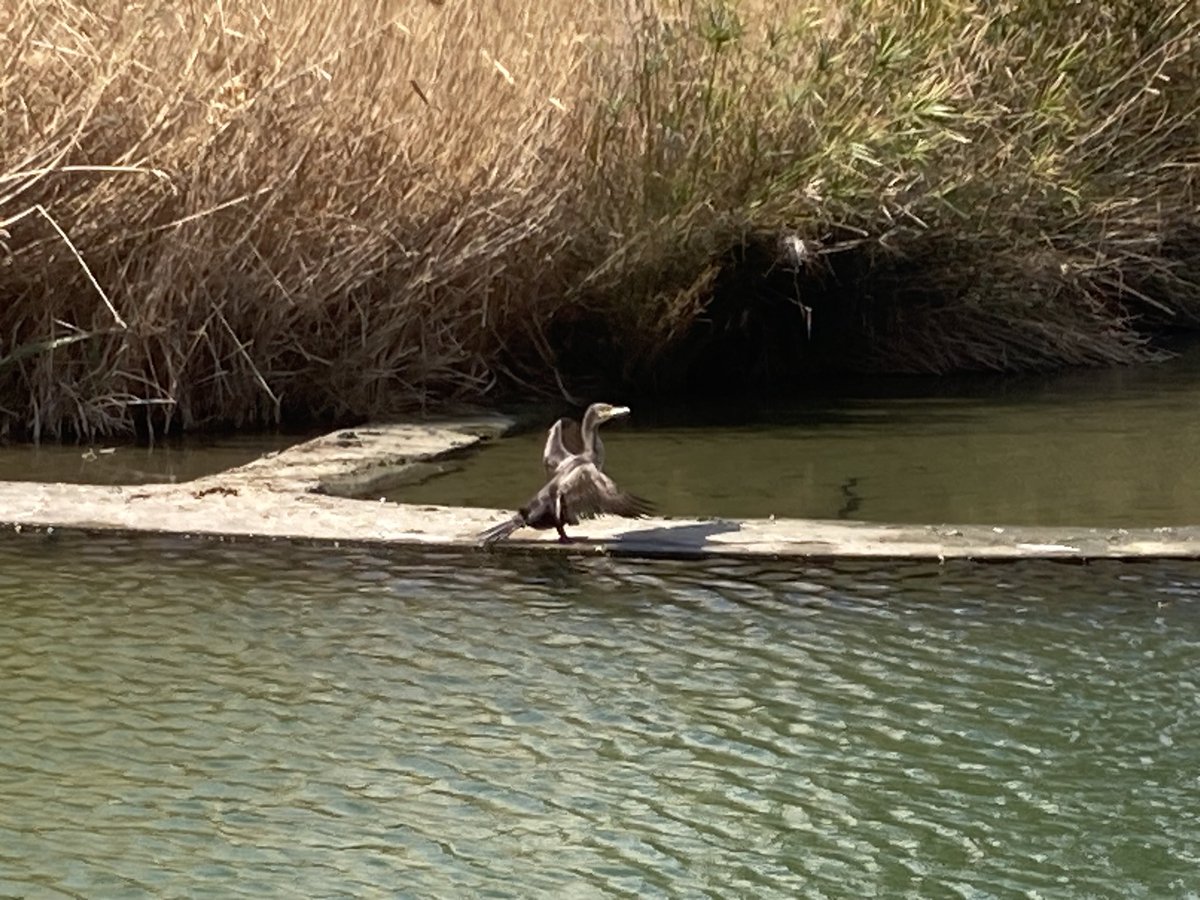 fvillam's tweet photo. Un corb marí ara mateix a #DiagonalMar! El primer cop que en veig un. 
@escuraflascons @birdcatalunya https://t.co/NqrYGfZak1