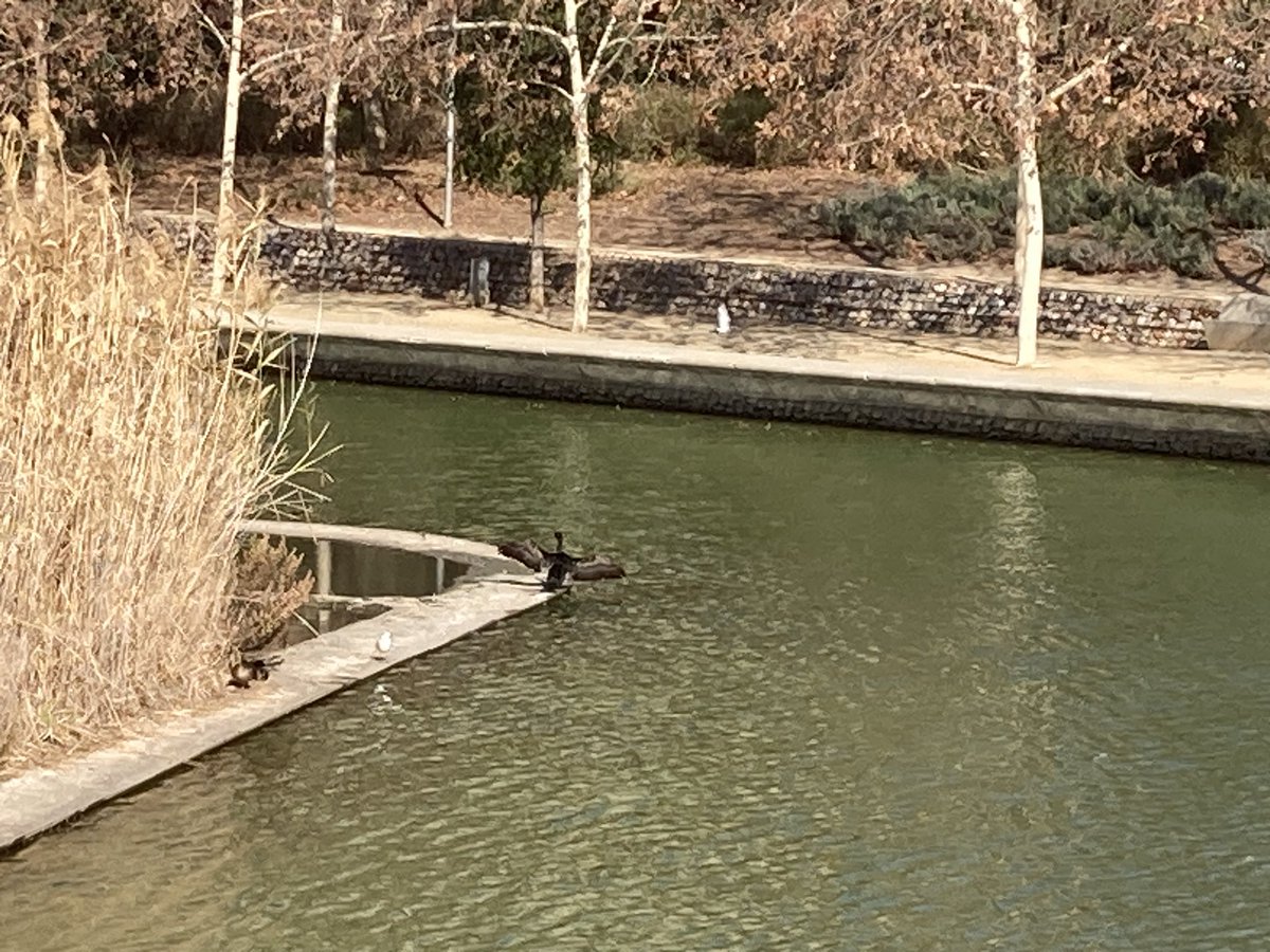 fvillam's tweet photo. Un corb marí ara mateix a #DiagonalMar! El primer cop que en veig un. 
@escuraflascons @birdcatalunya https://t.co/NqrYGfZak1