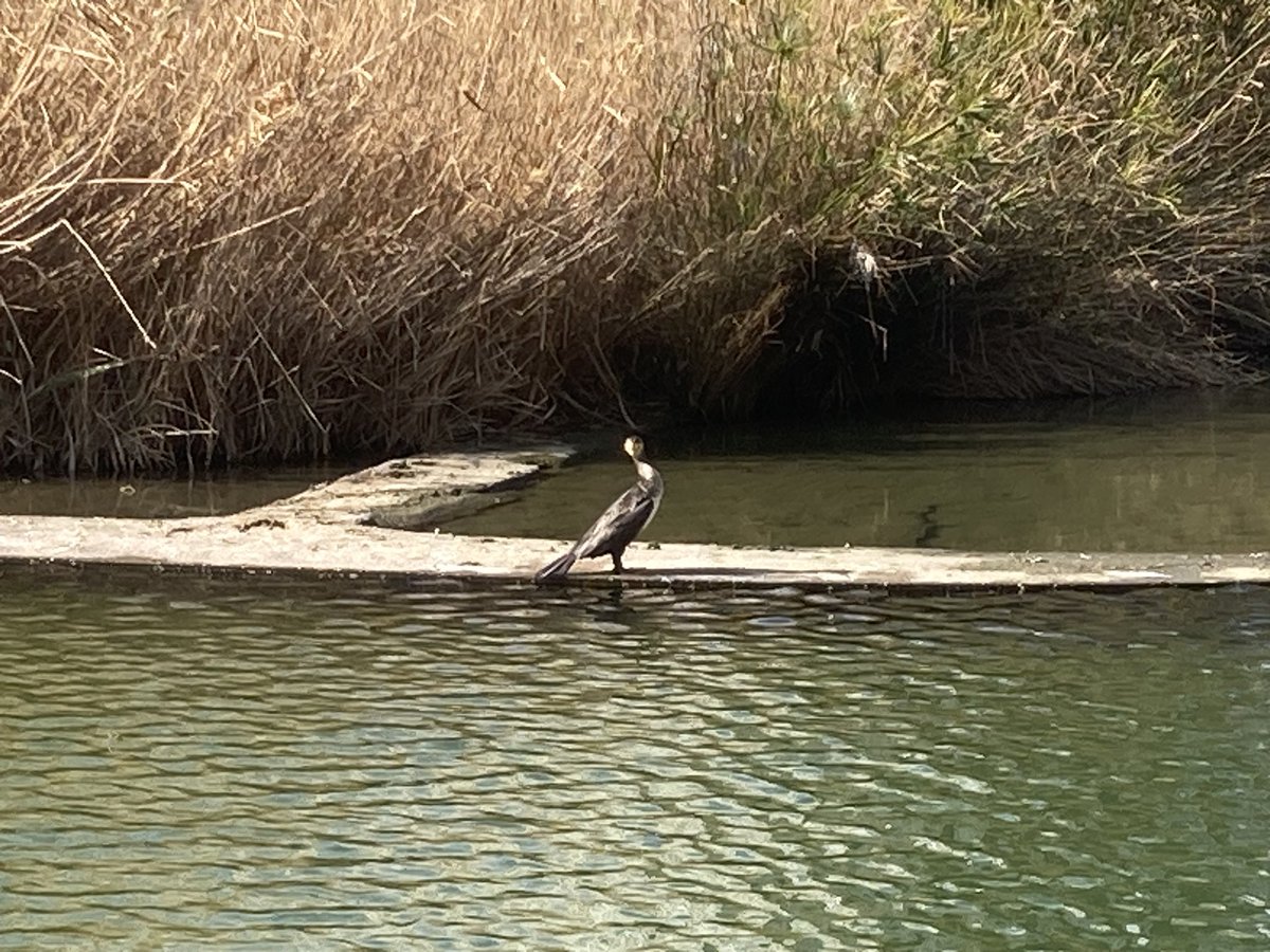 fvillam's tweet photo. Un corb marí ara mateix a #DiagonalMar! El primer cop que en veig un. 
@escuraflascons @birdcatalunya https://t.co/NqrYGfZak1