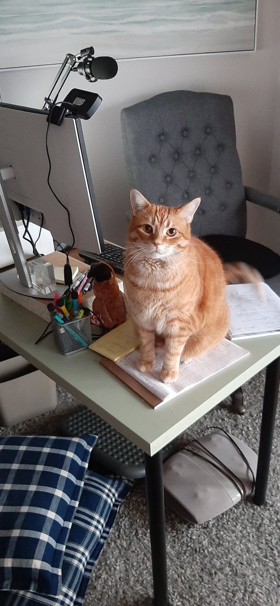 FredCanCat's tweet image. FRED'S WORK TIPS: I  find sitting on a report helps me focus. You're welcome. #FredtheCanadianCat @CatWorkers #workinglife