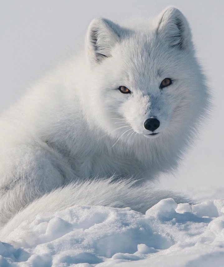 artictfox344's tweet photo. #polarfuchs #arcticfox #nature #fox #fuchs #iceland #tierfotografie #wildlife #animals #polarfox #zoo #vulpeslagopus #eisfuchs #tierpark #photography #wildlifephotography #animalphotography #naturephotography #tiere #photooftheday #animal #r #h #chse #natur #naturfotografie https://t.co/dxPZJuBRU6