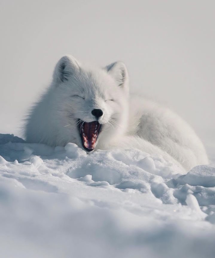 artictfox344's tweet photo. #polarfuchs #arcticfox #nature #fox #fuchs #iceland #tierfotografie #wildlife #animals #polarfox #zoo #vulpeslagopus #eisfuchs #tierpark #photography #wildlifephotography #animalphotography #naturephotography #tiere #photooftheday #animal #r #h #chse #natur #naturfotografie https://t.co/dxPZJuBRU6