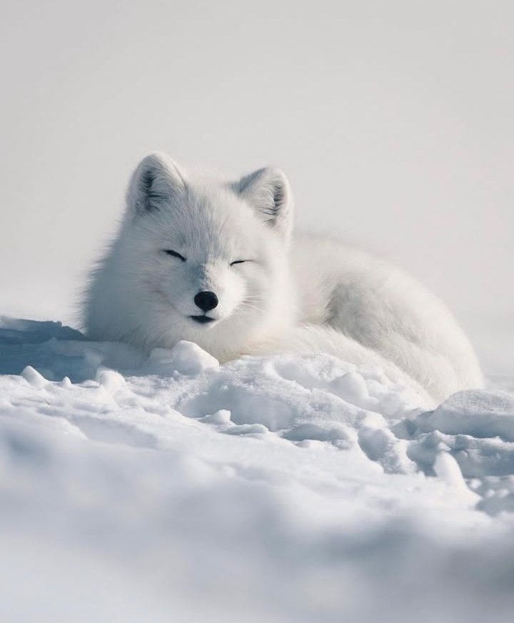 artictfox344's tweet photo. #arcticfox #nature #fox #fuchs #iceland #tierfotografie #wildlife #animals #polarfox #zoo #vulpeslagopus #eisfuchs #tierpark #photography #wildlifephotography #animalphotography #naturephotography #tiere #photooftheday #animal #r #h #chse #nature #s #zoofotografie #ArcticAngels https://t.co/GTIxiGm7NW