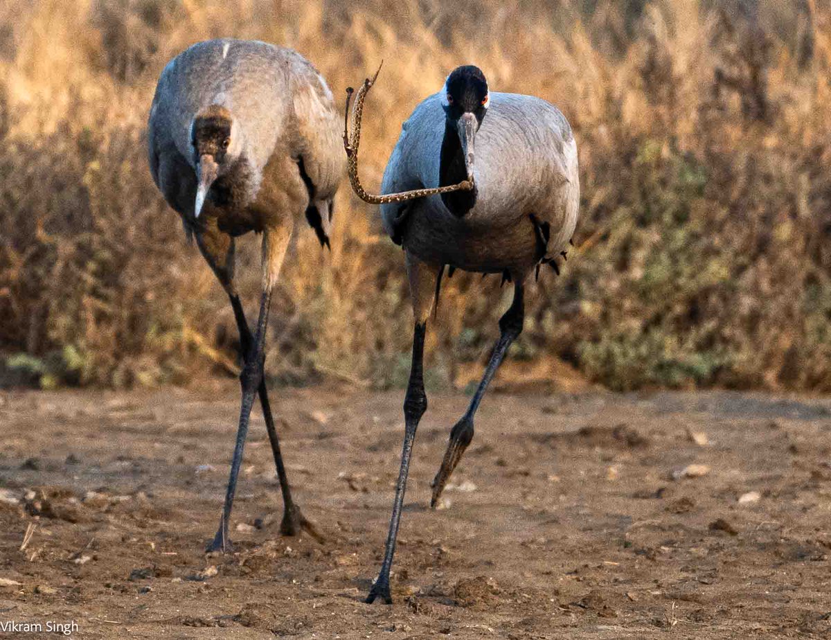 This Common Crane found itself a snake, feeding in the grass just after sunrise. It took a long time to devour it while its chick watched in awe. Velavadar National Park, Gujarat #wildlife #birds #Nikon