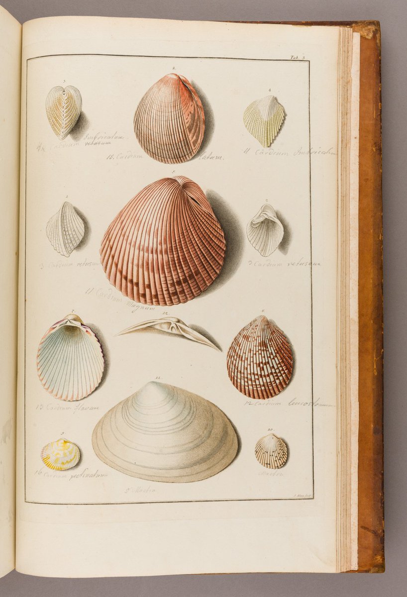 MCNBbiblioteca's tweet photo. 📙Avui a #LlibreAnticMCNB, tenim "Testacea Musei Caesarei Vindobonensis" (Viena, 1780)
👀A la imatge: Cardium retufum, imbricatum, magnum, leucoftomum, flavum, latum, i pectiniforme, i Mactra glauca
👉https://t.co/xw169xFycl
📖Llibre digitalitzat disponible!
#MuseuObert https://t.co/fAi4vhOroV