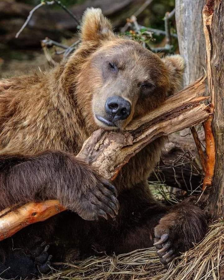 Ero un orso,non conoscevo la differenza fra seguire e inseguire due fidanzati. 
Maledetta ignoranza. 
Ero un orso da tenere d’occhio perché mi avvicinavo troppo alle vostre case.Perché ci trovavo qualcosa da mangiare.
Perché non avete messo i cassonetti anti-orso? Ero un orso,