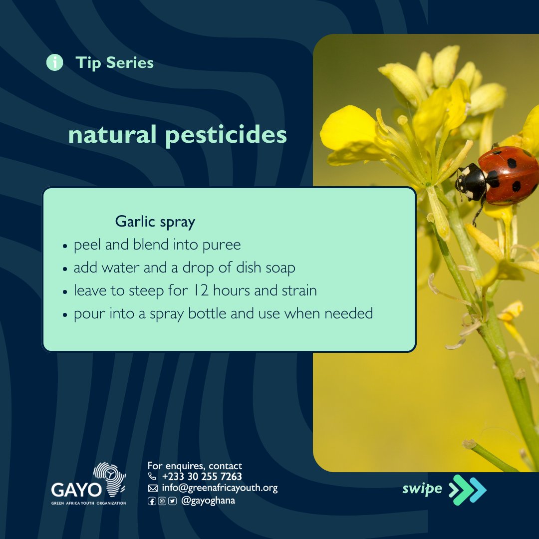 zerowaste_233's tweet photo. zerowaste_233
there are many positive impacts to using organic pesticides in your garden. Aside it being an #environmentallysound approach, it also protects lives and the soil.
#urbangardening
#gayo
#zerowaste
#zerowasteambassadors https://t.co/0PzYC9gcVi