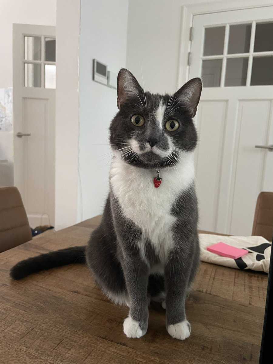 FilouTheCat1's tweet photo. Happy whiskers Wednesday! I hope everybody has a great day #CatsOfTwitter https://t.co/ZB2RowGaUz