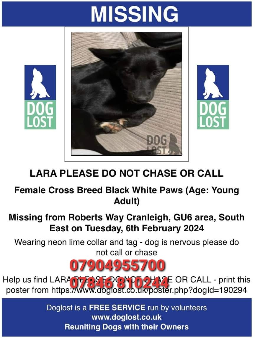 MissingPetsGB's tweet photo. 🐕 LARA went #missing from #Cranleigh #GU6 (w3w https://t.co/XKwl5yLbeR) after a bang frightened her &amp; she slipped her harness. She has only been in her home for 2 weeks &amp; is a very nervous girl. She is chipped &amp; spayed &amp; wearing  a collar &amp; tag
If spotted please do not chase🙏 https://t.co/qKRztkyDX9