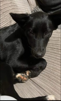 MissingPetsGB's tweet photo. 🐕 LARA went #missing from #Cranleigh #GU6 (w3w https://t.co/XKwl5yLbeR) after a bang frightened her &amp; she slipped her harness. She has only been in her home for 2 weeks &amp; is a very nervous girl. She is chipped &amp; spayed &amp; wearing  a collar &amp; tag
If spotted please do not chase🙏 https://t.co/qKRztkyDX9