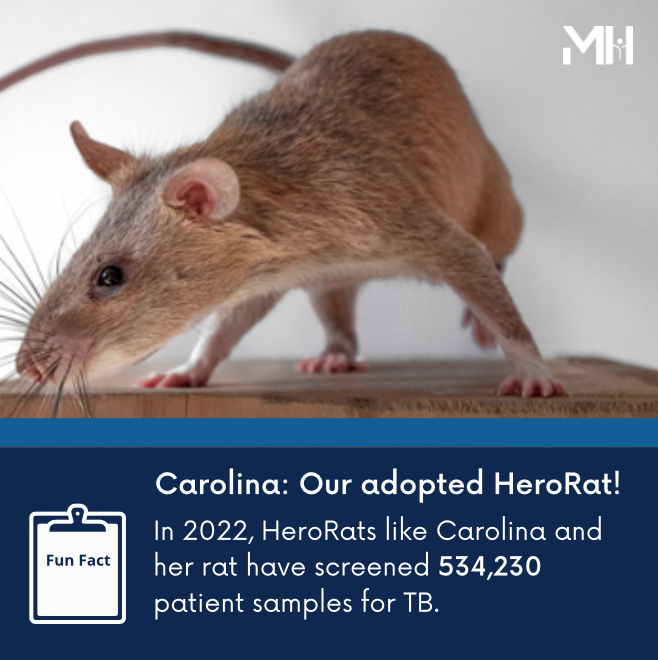 Here is another Fun Fact about our #HeroRat Carolina!

Picture Credit: Apopo HeroRats 

#StopTB #EndTB #InvestToEndTB #rat #rats #diagnosis #publichealth #globalhealth #Apopo #infectiousdiseases #newapproach #awareness #research #funfact #update