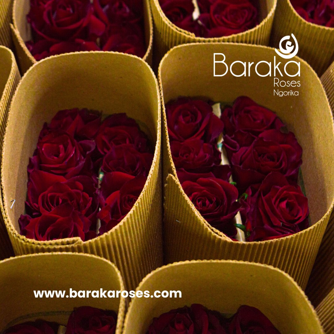 BarakaRoses's tweet photo. "Say it with Roses! 🌹✨ Our vibrant packed red roses are eager to make a statement of love. Order on our website and let the petals do the talking!"
#barakaroses #kenyanflowerexporters #didyouknow #roses #floriculture #qualityroses #kenyanroses #kenyanrosegrowers #kenyanroses https://t.co/NBnx0z7yFq