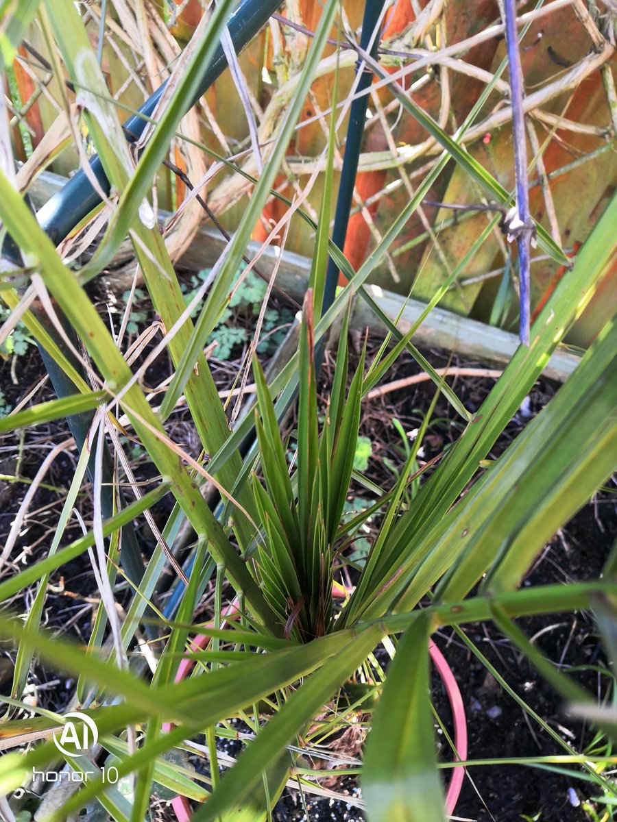 A lovely bit of sunshine out the back door the day , eventually planted the bulbs i was avoiding, and had my first 'great idea' of my  garden year. Plenty of buds and bulbs coming up, and two pesky cats are trying their best to get rid of the lupins i started last year 🙄🐈 🧙‍♀️