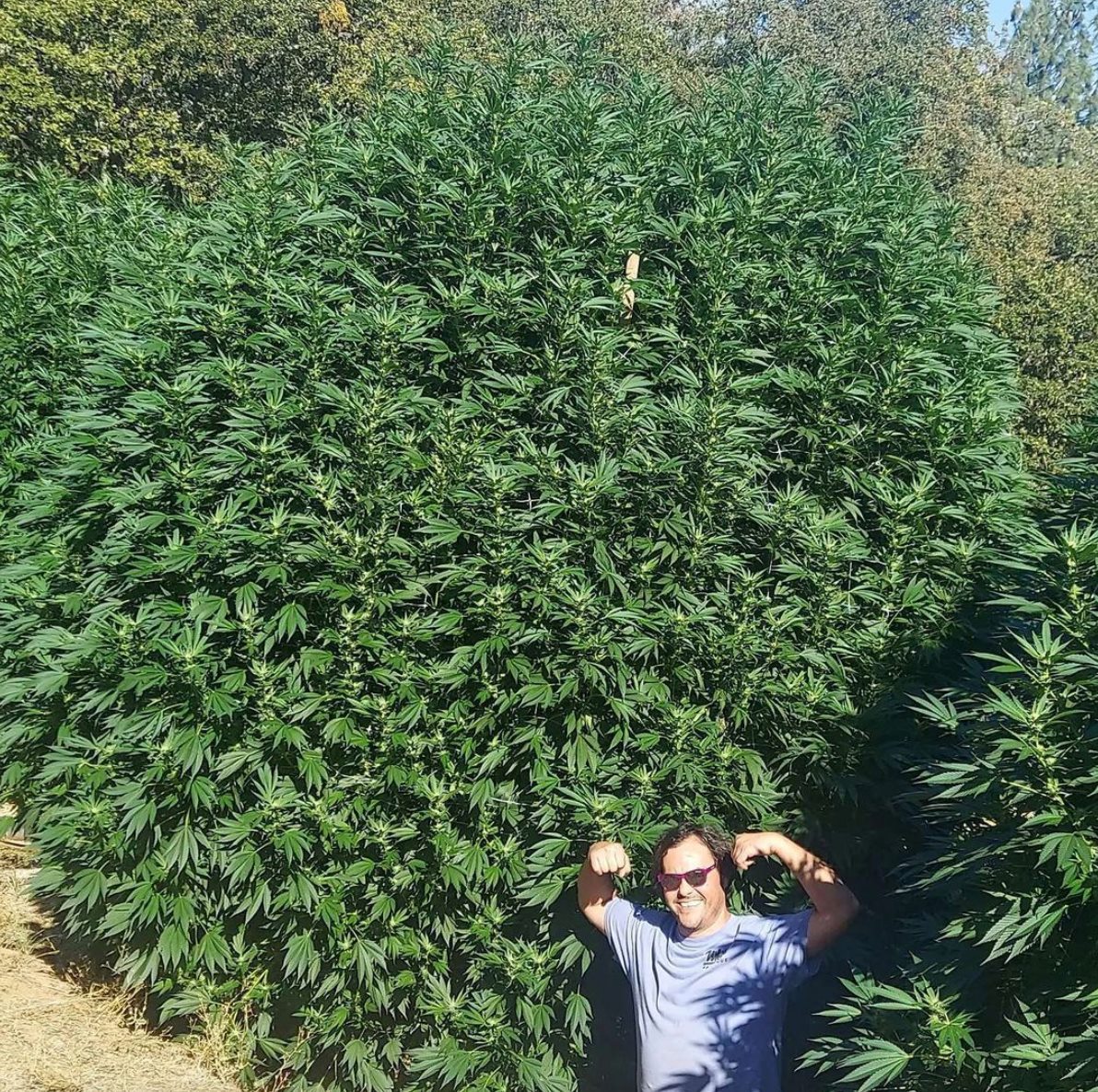 Cannabis Hub tweet media